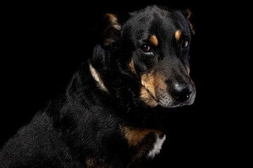 Mutt portrait on black background