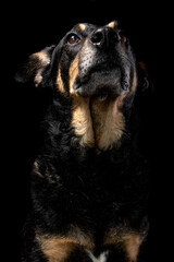 Mutt portrait on black background