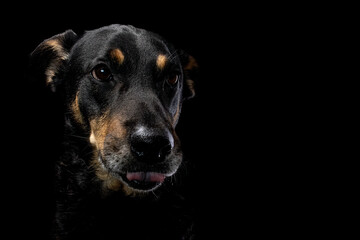 Mutt portrait on black background