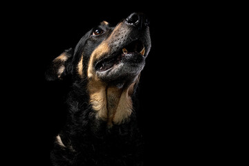 Mutt portrait on black background