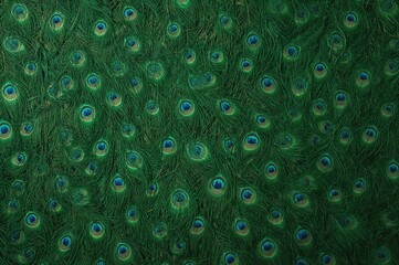Obraz premium Vibrant feathers of a peacock