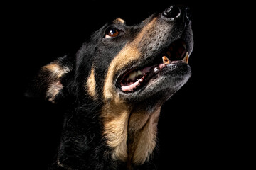 Mutt portrait on black background