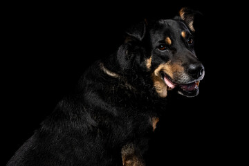 Mutt portrait on black background