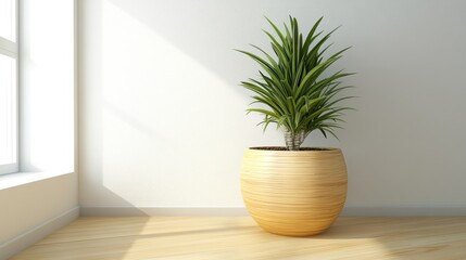 Indoor Plant in Wooden Pot by Window