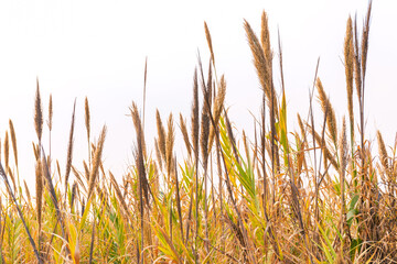 Dense reed plants