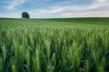 Fototapeta premium Autumn emergence of young wheat plants in vast fields.