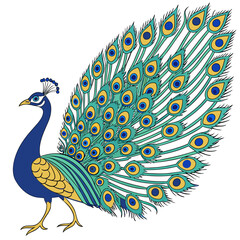 A beautiful peacock with its tail feathers spread wide