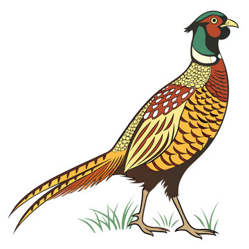 Colorful pheasant bird standing on grass