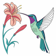 Hummingbird feeding on a pink lily