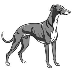 Greyhound dog standing profile