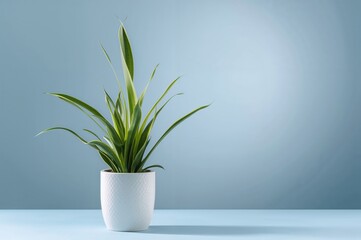 Green Dracaena Plant Placed in a White Container Against a Blue Backdrop