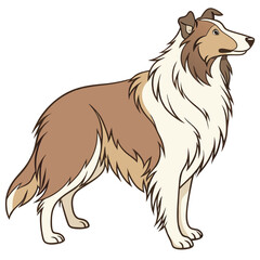 Fototapeta premium Collie dog standing