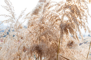 The flower spikes of the dry yellow reed plant