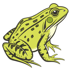 Green frog with dark spots