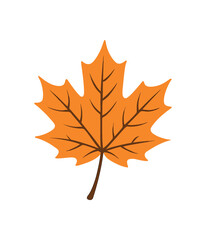 Obraz premium flat vector colored illustration maple leaf isolated on white background