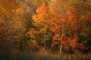 Fototapeta premium Sunlit forest with vibrant fall foliage