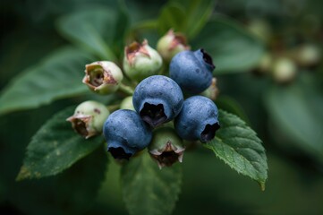 Close-up shot of fresh blueberries on the bush, showcasing vibrant blue fruits and green leaves in a farm setting