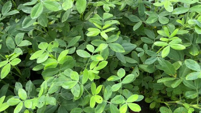 Peanut Crop in Field | Groundnut Farming Agriculture Video