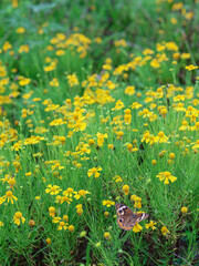 Fototapeta premium Common Buckeye Butterfly Resting in a Wildflower Meadow