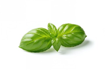 Fototapeta premium Basil leaves separated on a white backdrop