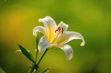 Detailed view of a vibrant flower with a lush green backdrop