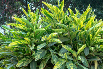 Obraz premium The flourishing variegated mountain ginger