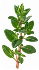Obraz premium Fresh Green Herb with Vibrant Leaves on Isolated White Background