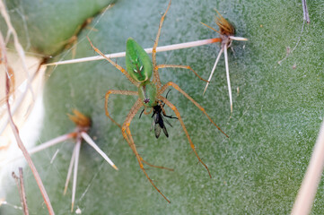 Green Lynx Spider feeding on a wasp on prickly pear cactus