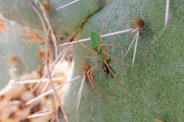 Green Lynx Spider feeding near her egg sac on prickly pear cactus