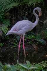 pink flamingo in the zoo
