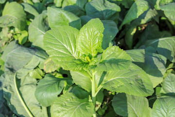 Green and natural vegetables