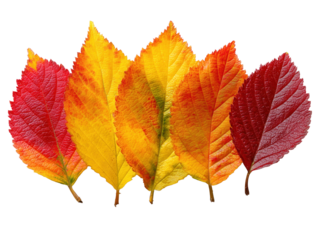 Five colorful autumn leaves showing fall colors on transparent background
