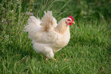 Fototapeta premium A chicken of Delaware breed walks through green grass, swaying gently