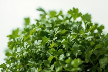 Obraz premium Detailed texture of fresh coriander leaves close-up