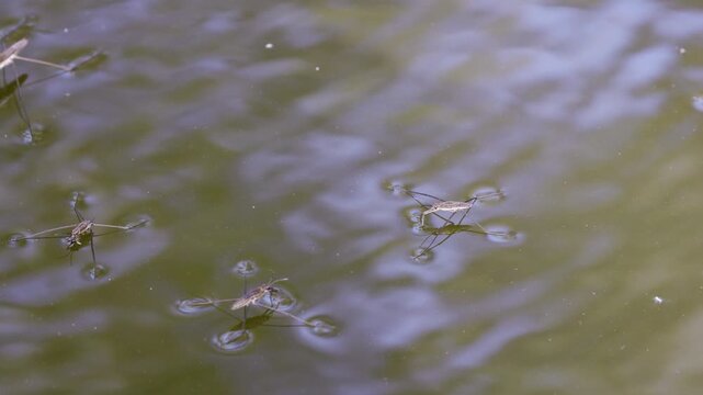 4k, mosquitoes floating on the surface of a body of water