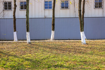 Prefab houses and upright tree trunks under the sunlight © ZCFei