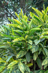 Obraz premium The variegated ginger is growing very vigorously.