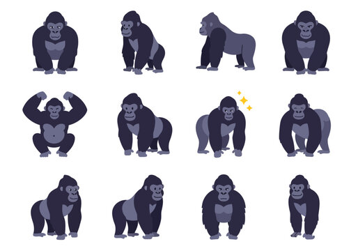 Twelve gorillas in various poses on a white background