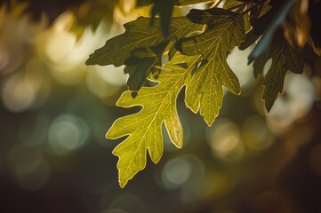 Detailed view of stunning oak foliage