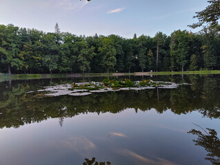 A pond with lily pads in the middle of it surrounded by trees