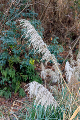 Withered reed plants
