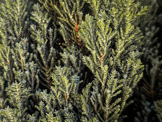 Evergreen juniper branches as natural green background