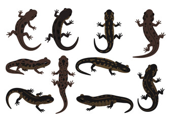 Obraz premium Nine salamanders in various positions colors and patterns