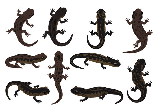 Nine salamanders in various positions colors and patterns