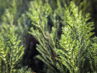Green juniper branches – vertical evergreen holiday background