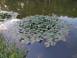 A pond filled with lots of water lily pads in the middle of a forest