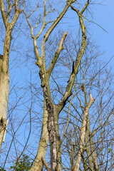 Dead branches in winter