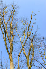 Dead branches in winter