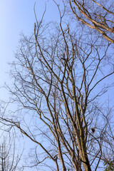 Dead branches in winter