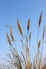 Obraz premium Reed flowers in the sun